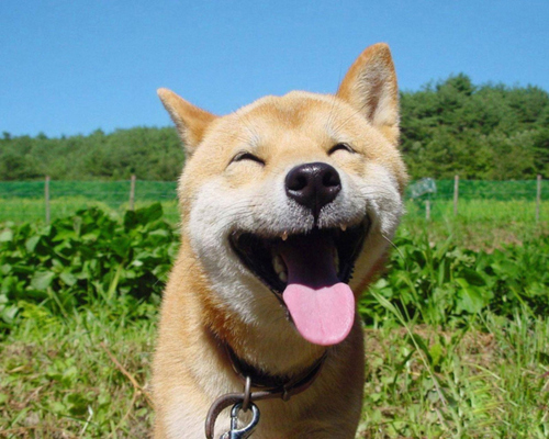 happy-dog.jpg