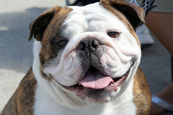 Happy-bulldog.jpg